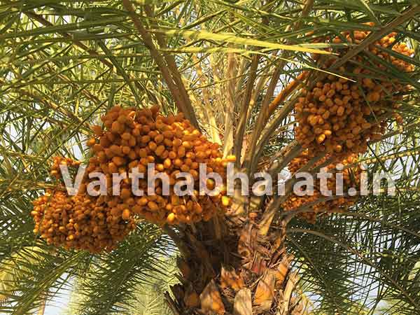 ಕರ್ನಿರೆಯಲ್ಲಿ ಖರ್ಜೂರ ಫಸಲು!