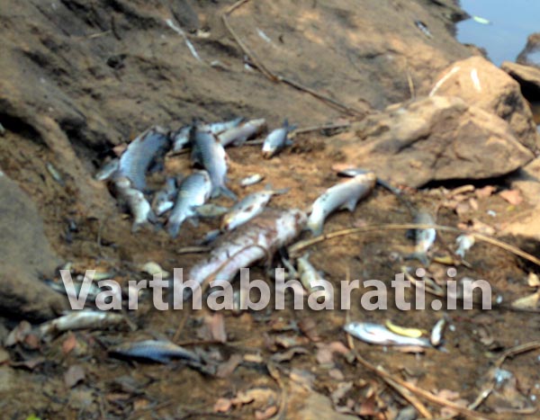 ಬೆಳ್ತಂಗಡಿ: ನೀರಿನ ಕೊರತೆಯಿಂದಾಗಿ ಸಾವಿರಾರು ಮೀನುಗಳು ನಾಶ