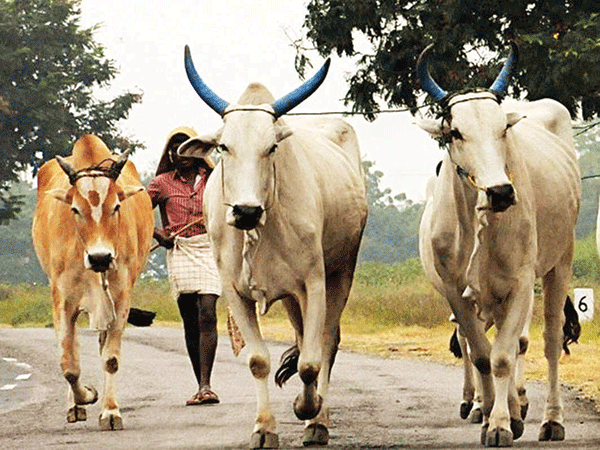 ರಾಜ್ಯದ ಹೊರಗಡೆ ವಧಿಸಿದ ಗೋಮಾಂಸ ಭಕ್ಷಣೆಗೆ ಬಾಂಬೆ ಹೈಕೋರ್ಟ್ ಸಮ್ಮತಿ