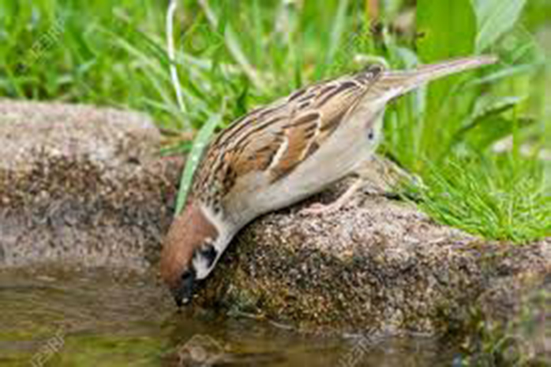 ಮನೆಯಂಗಳದಲ್ಲಿ ಒಂದಿಷ್ಟು ನೀರಿಡೋಣ: ಮುಗ್ಧ ಪಕ್ಷಿಗಳ ಪ್ರಾಣ ಉಳಿಸೋಣ