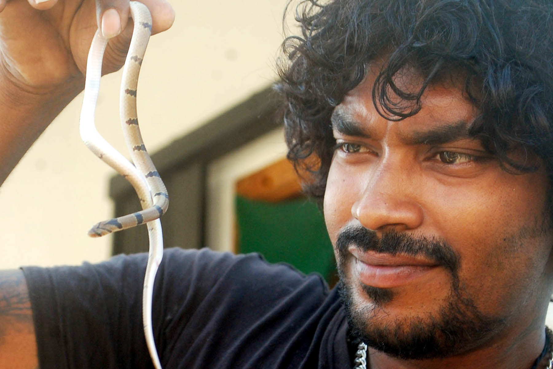 ‘ಸ್ನೇಕ್ ಕಿರಣ್ ಬಲೆಗೆ ಅಪರೂಪದ ‘ಪಟ್ಟೆ ಕುಕ್ರಿ ಹಾವು’!