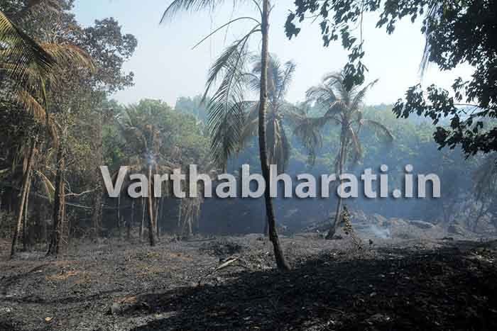 ಬಂಟ್ವಾಳ ಕಾಮಾಜೆಯಲ್ಲಿ ಬೆಂಕಿ ಆಕಸ್ಮಿಕ: 8 ಎಕರೆ ತೆಂಗು, ಗಿಡಮರಗಳು ನಾಶ