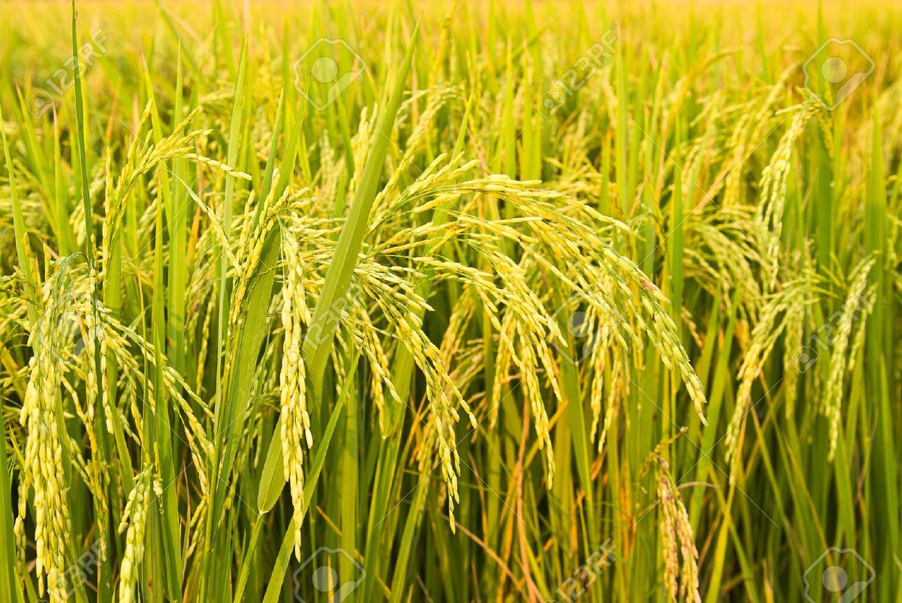 ಭತ್ತದ ಕನಿಷ್ಠ ಬೆಂಬಲ ದರ 60 ರೂ. ಏರಿಕೆ