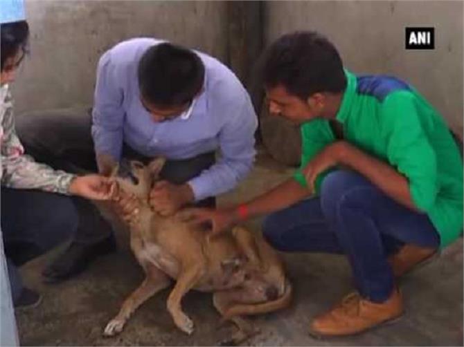 ನಾಯಿಯನ್ನು ಬೈಕ್‌ನ ಹಿಂದಕ್ಕೆ ಕಟ್ಟಿ ಎಳೆದ ಕ್ರೂರಿ ಯುವಕರು!