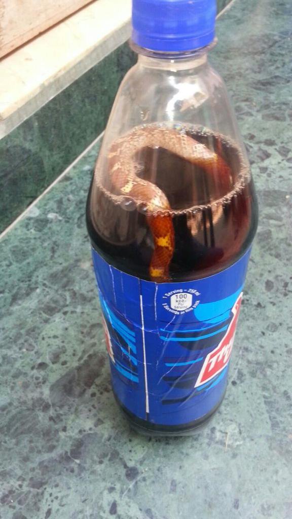 ಥಮ್ಸ್‌ ಅಪ್‌ ಬಾಟಲಿಯಲ್ಲಿ ಸತ್ತ ಹಾವು ?