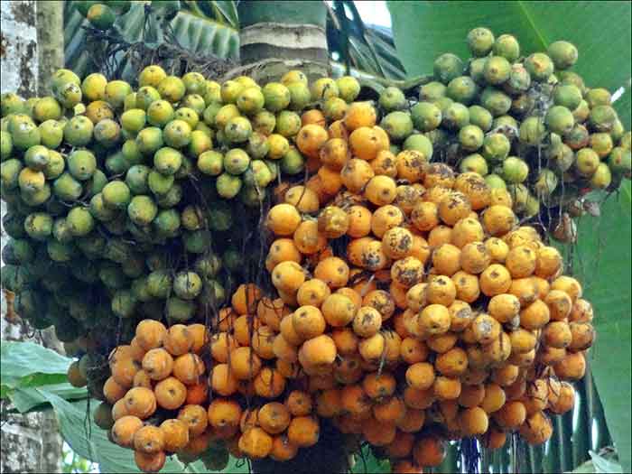 ಕುಸಿಯುತ್ತಿರುವ ಅಡಿಕೆ ಧಾರಣೆ: ಆತಂಕದಲ್ಲಿ ಬೆಳೆಗಾರ