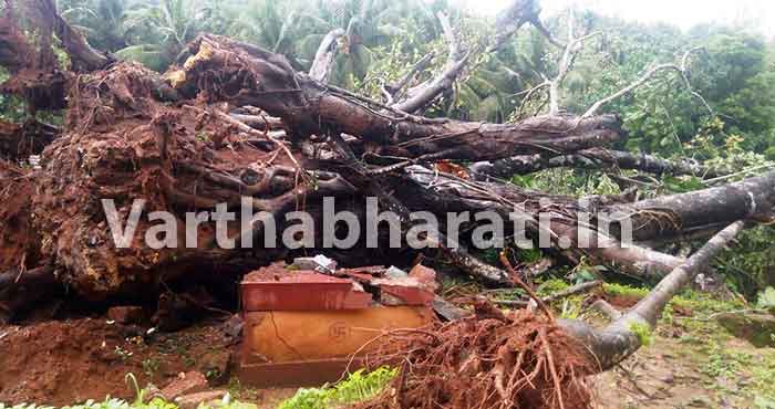 ವೀರಕಂಭ: ಮರ ಉರುಳಿಬಿದ್ದು ಮೂರು ಮನೆ ಸಹಿತ ಗುಡಿ, ವಿದ್ಯುತ್ ಕಂಬಕ್ಕೆ ಹಾನಿ