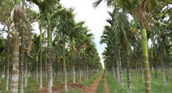 ಅಡಿಕೆ ತೋಟಕ್ಕೆ ಕೊಳೆ ರೋಗದ ಭೀತಿಯೇ? ಇಲ್ಲಿದೆ ಪರಿಹಾರ