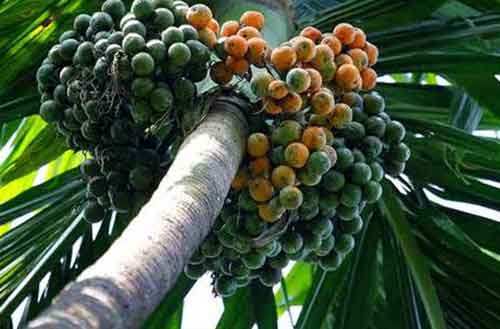 ಚೀನಾದಲ್ಲಿ ಮೌತ್ ಫ್ರೆಶ್ನರ್ ಆಗಿ ದ.ಕ. ಜಿಲ್ಲೆಯ ಅಡಿಕೆ!