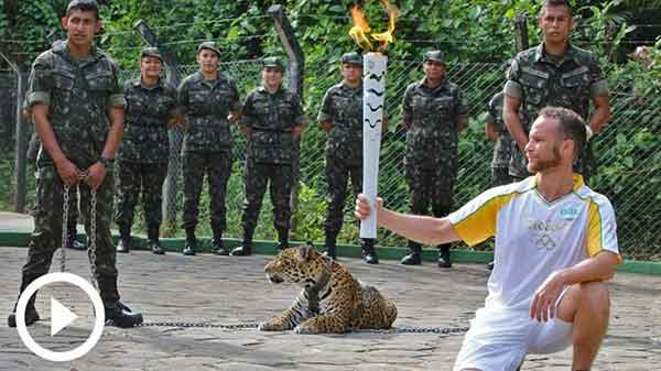 ಒಲಿಂಪಿಕ್ ದೀಪ ಬೆಳಗುವ ಕಾರ್ಯಕ್ರಮಕ್ಕೆ ಕರೆ ತಂದ ಚಿರತೆಯನ್ನು ಗುಂಡಿಟ್ಟು ಕೊಂದರು !