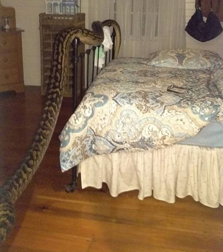 ಬೆಡ್ ರೂಮ್ ನೊಳಗೆ ಹೆಬ್ಬಾವು ! ಬೆಡ್ ರೂಮ್ ನೊಳಗೆ ಹೆಬ್ಬಾವು !