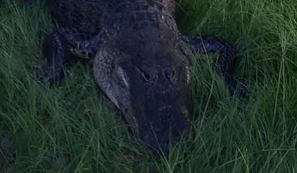 ತನಗೆ ಗುಂಡಿಕ್ಕಿದವನ ಮಗನಿಗೆ ಏನು ಮಾಡಿತು ಗೊತ್ತೇ ಈ ಮೊಸಳೆ ?