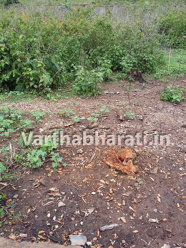 ಮುಂಡಗೋಡ: ಎಪಿಎಂಸಿ ಆವರಣದ ಸಾಗುವಾನಿ ಮರ ಅರಣ್ಯಗಳ್ಳರ ಪಾಲು