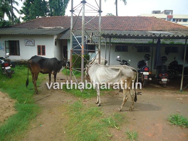 ಉಪ್ಪಿನಂಗಡಿ: ಅಕ್ರಮ ಜಾನುವಾರು ಸಾಗಾಟ, ಇಬ್ಬರ ಬಂಧನ