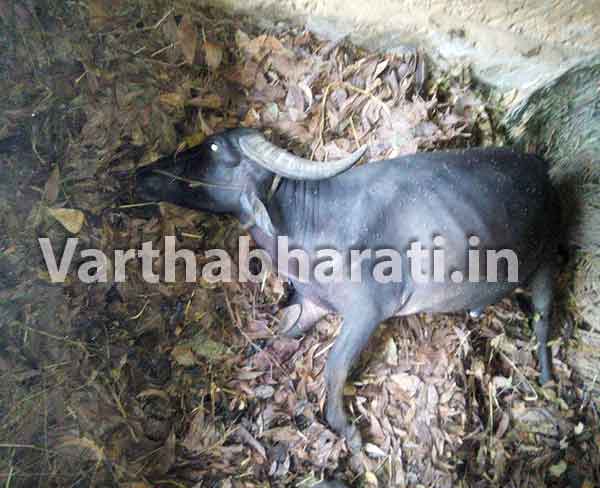 ಬೆಳ್ತಂಗಡಿ: ಸಿಡಿಲು ಬಡಿದು ಕೋಣ ಸಾವು