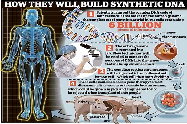 ಮನುಷ್ಯ ಶರೀರದಲ್ಲಿ ಆರು ಕೋಟಿ ಜಿನೋಮ್‌ಗಳನ್ನು ಕೃತಕವಾಗಿ ಸಂಯೋಜಿಸಲಿರುವ ವಿಜ್ಞಾನ ಜಗತ್ತು