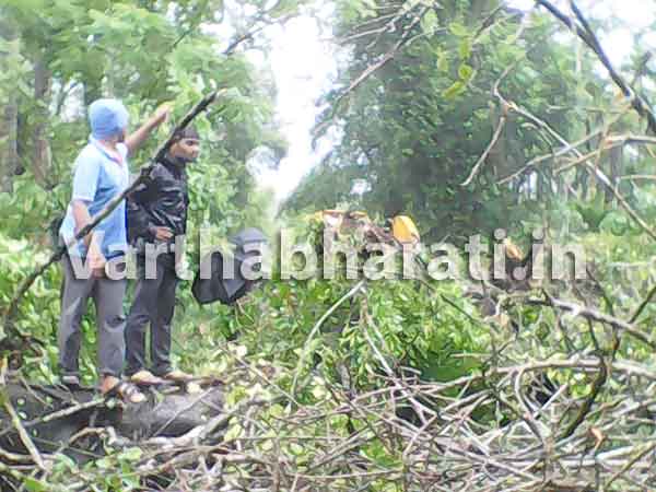 ರಸ್ತೆಗೆ ಉರುಳಿದ ಬೃಹತ್ ಮರ: ವಾಹನ ಸಂಚಾರ ಅಸ್ತವ್ಯಸ್ತ