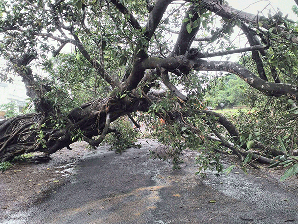 ಕರಾವಳಿಯಾದ್ಯಂತ ಮುಂದುವರಿದ ಗಾಳಿಮಳೆ: ಅಪಾರ ಹಾನಿ