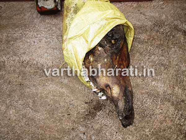 ಭಟ್ಕಳ: ನಾಗಬನ ಕಂಪೌಂಡಿನಲ್ಲಿ ದನದ ತಲೆ; ಸ್ಥಳದಲ್ಲಿ ಬಿಗುವಿನ ವಾತಾವರಣ