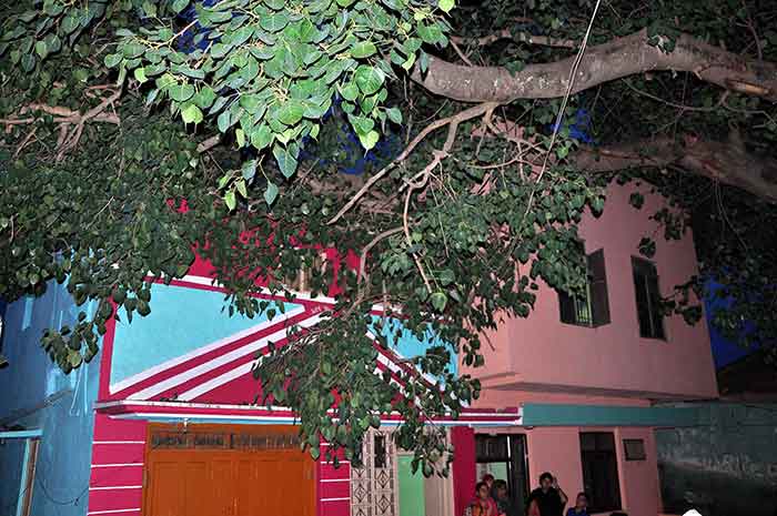 ಹಾಸನ: ಆಲದ ಮರದ ಕೊಂಬೆ ಬಿದ್ದು ಮನೆಗೆ ಹಾನಿ