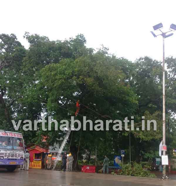 ವೆಲೆನ್ಸಿಯಾ: ವಿದ್ಯುತ್ ತಂತಿಯ ಮೇಲೆ ಉರುಳಿದ ಮರದ ಕೊಂಬೆ