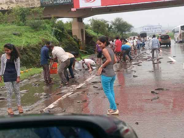 ಮುಂಬೈ-ಪುಣೆ ರಾಷ್ಟ್ರೀಯ ಹೆದ್ದಾರಿಯಲ್ಲಿ ಮೀನಿನ ಮಳೆ!