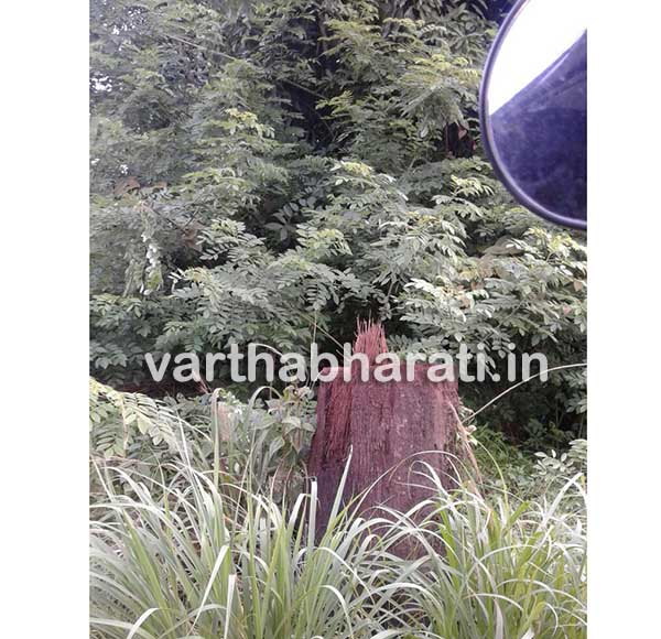 ರಾಷ್ಟ್ರೀಯ ಹೆದ್ದಾರಿ 75ರ ಬದಿಯಲ್ಲಿದ್ದ ಅಪಾಯಕಾರಿ ಮರಗಳ ತೆರವು