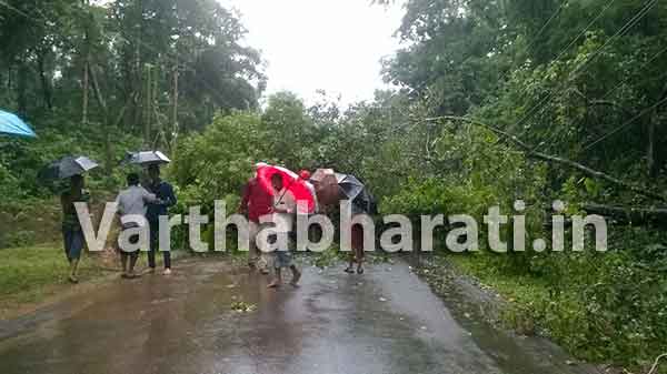 ಬಿಳಿನೆಲೆ: ರಸ್ತೆಯ ಮೇಲೆ ಉರುಳಿದ ಮರ