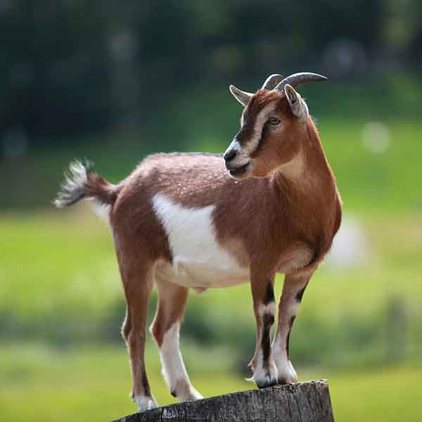 ಬಂಟ್ವಾಳ :ಮೇಕೆ ಕದ್ದು ಸಾಗಾಟ - ಸಾರ್ವಜನಿಕರ ಕೈಗೆ ಸಿಕ್ಕಿಬಿದ್ದ ಸಂಘಪರಿವಾರದ ಕಾರ್ಯಕರ್ತರು