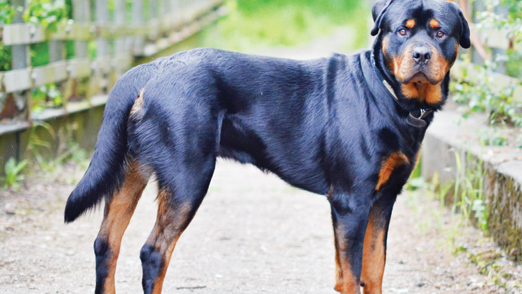 ಯುಎಇ: ಸಾಕು ಪ್ರಾಣಿಯಿಂದ ಯಾರಾದರೂ ಮೃತರಾದರೆ ಒಡೆಯನಿಗೆ ಜೀವಾವಧಿ ಜೈಲು !