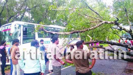 ಜಾಲ್ಸೂರು: ರಸ್ತೆಗುರುಳಿದ ಮರ; ಸಂಚಾರ ಅಸ್ತವ್ಯಸ್ತ