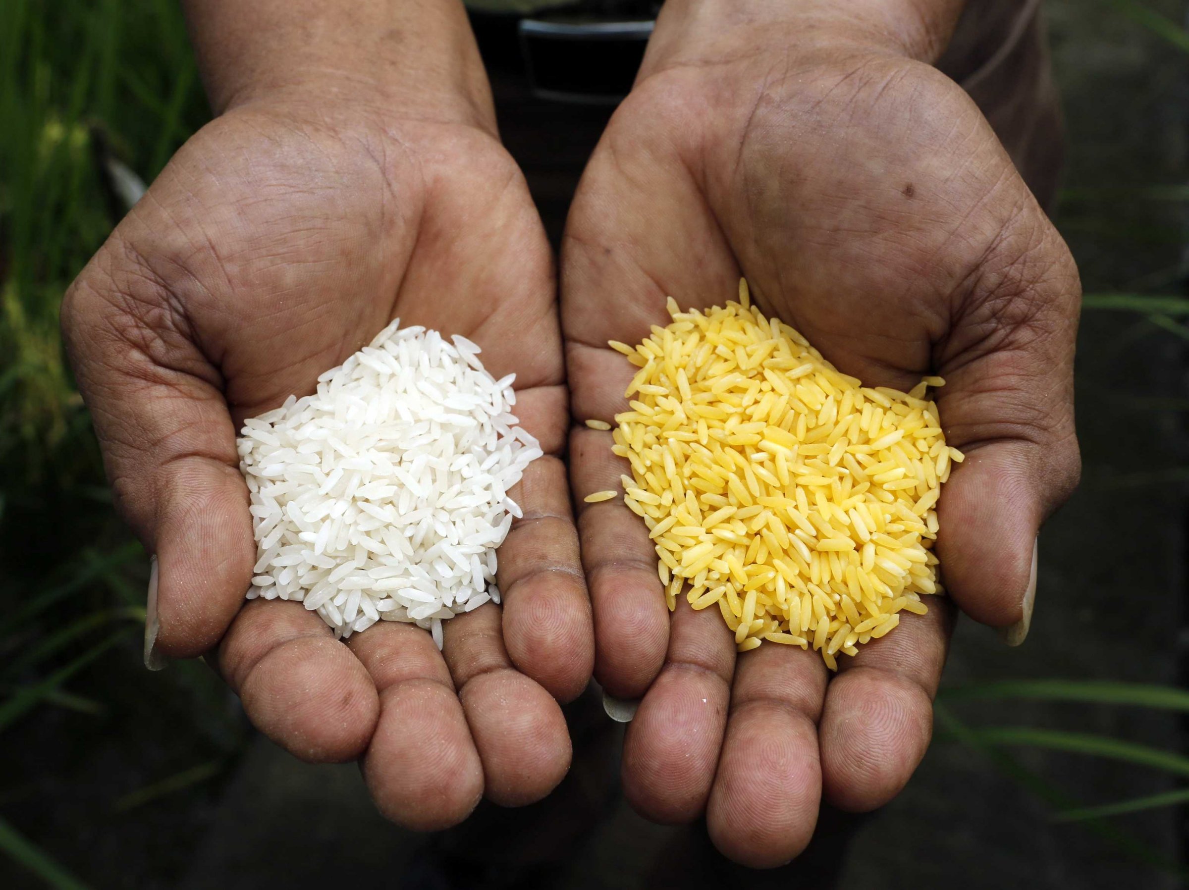 ಕುಲಾಂತರಿ ತಳಿಗಳಿಗೆ ನೊಬೆಲ್ ವಿಜೇತರ ಅಂಗೀಕಾರ