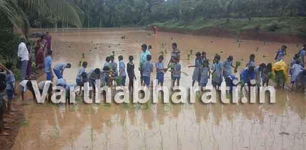 ನೆಟ್ಟಣಿಗೆ ಮುಡ್ನೂರಿನಲ್ಲಿ ಗದ್ದೆಗಿಳಿದ ವಿದ್ಯಾರ್ಥಿಗಳು