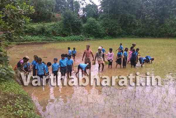 ಪುತ್ತೂರು: ಶಾಲಾ ಮಕ್ಕಳಿಗೆ ಕೃಷಿ ನಾಟಿ ಪಾಠ