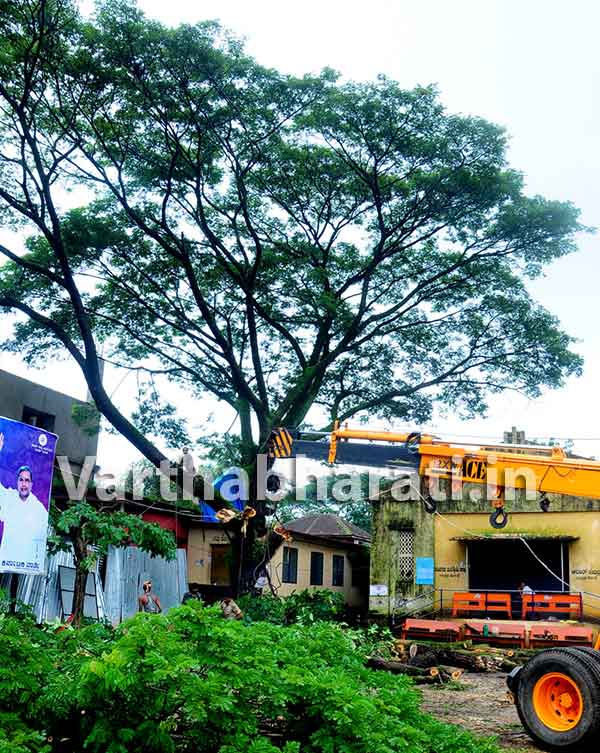 ಬಿ.ಸಿ.ರೋಡ್: ಅಪಾಯಕಾರಿಯಲ್ಲದ ಮರಕ್ಕೆ ಕೊಡಲಿ ಏಟು