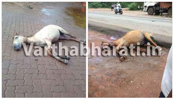 ಭಟ್ಕಳ: ಕಾರು ಢಿಕ್ಕಿಯಾಗಿ ಎರಡು ಕುದುರೆಗಳು ಸ್ಥಳದಲ್ಲೇ ಸಾವು