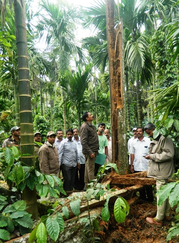 ಕಾಡಾನೆಗಳ ಹಾವಳಿ: ಶಾಶ್ವತ ಪರಿಹಾರಕ್ಕೆ ಒತ್ತಾಯ