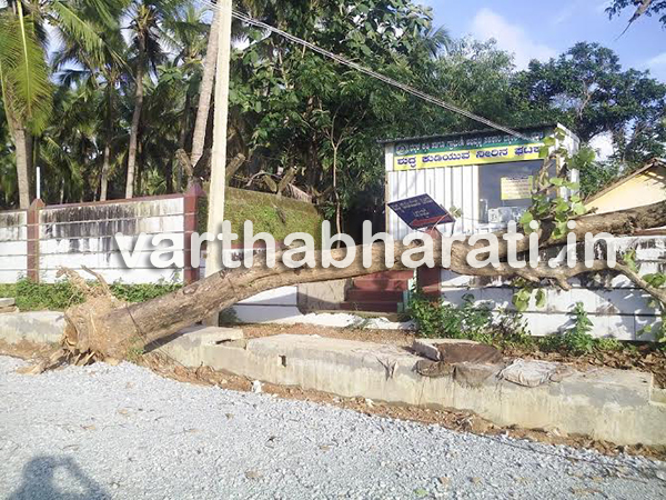 ಭಟ್ಕಳ:ಕುಡಿಯುವ ನೀರಿನ ಘಟಕದ ಮೇಲೆ ಉರುಳಿದ ಮರ - ನೀರು ಸರಾಬರಾಜು ಸ್ಥಗಿತ