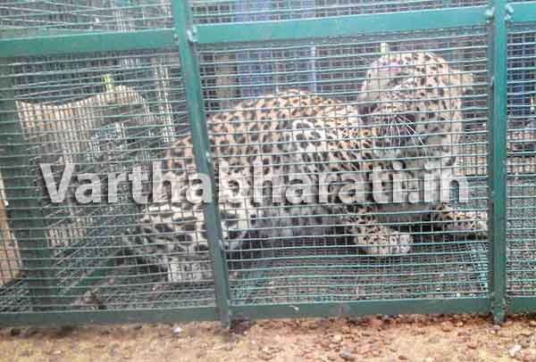 ಆತ್ರಾಡಿ: ಬೋನಿನಲ್ಲಿ ಹೆಣ್ಣು ಚಿರತೆ ಸೆರೆ