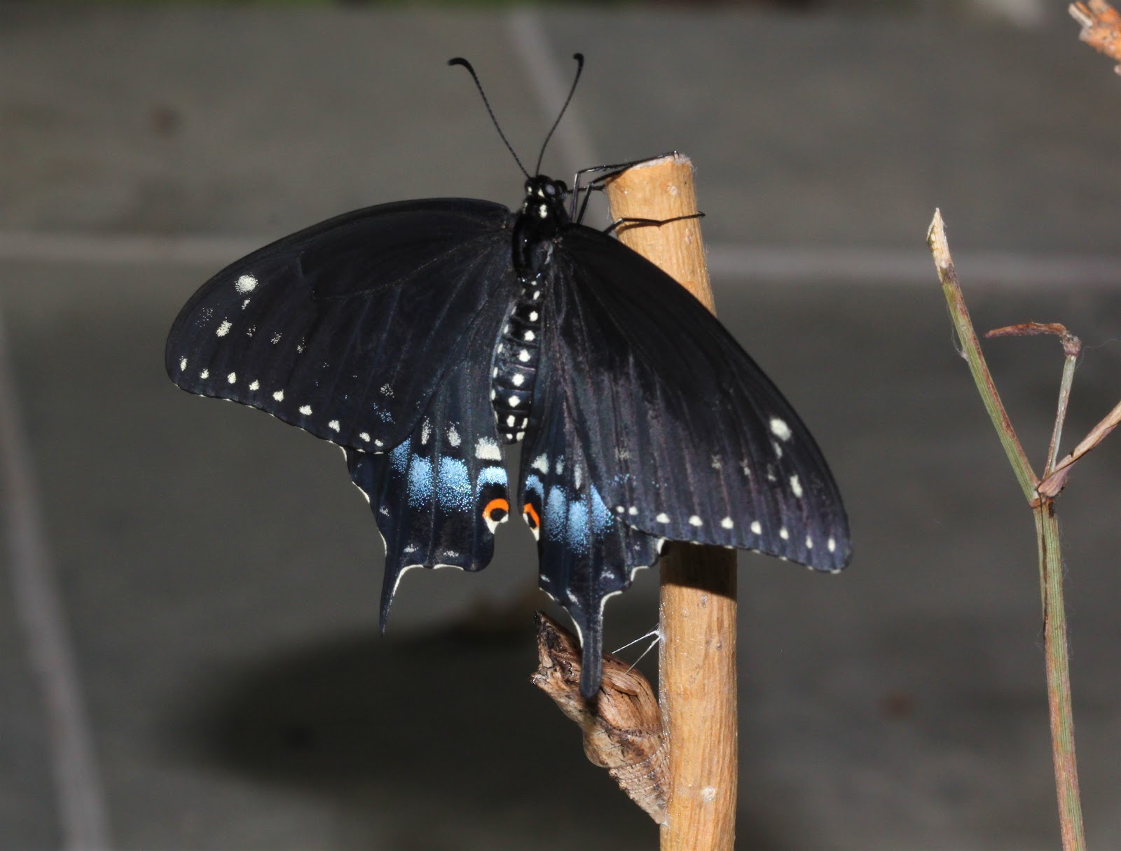 ಪ್ರವಾಹ ಮುನ್ಸೂಚನೆಗೆ ಪ್ರಾಣಿ ನಡವಳಿಕೆಗಳೇ ಇವರಿಗೆ ಆಧಾರ!