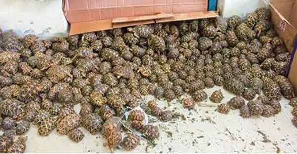 ಚೆನ್ನೈ ವಿಮಾನ ನಿಲ್ದಾಣದಲ್ಲಿ ನೂರಾರು ಆಮೆಗಳು !