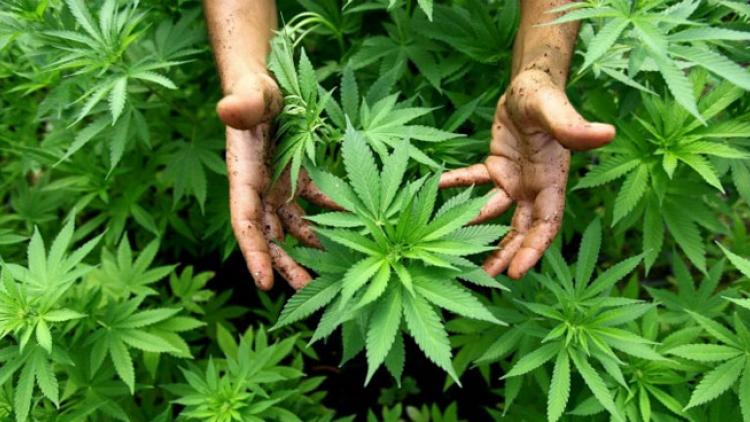 ಕೇರಳ:ಮನೆ ಅಂಗಳದಲ್ಲಿ ಗಾಂಜಾ ಬೆಳೆದ 8 ಮಂದಿ ಸೆರೆ