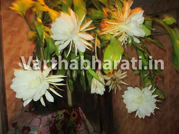 ಅಮಾವಾಸ್ಯೆ ರಾತ್ರಿಯಲ್ಲಿ ಅರಳಿತು ಬ್ರಹ್ಮಕಮಲ