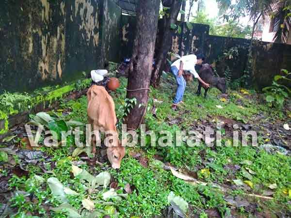 ಮೂಡುಬಿದಿರೆ: ಅಕ್ರಮ ಕಸಾಯಿಖಾನೆಗೆ ದಾಳಿ: ಓರ್ವನ ಬಂಧನ