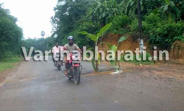ಕಡಬ: ರಸ್ತೆ ಮಧ್ಯೆ ಬಾಳೆಗಿಡ ಪ್ರತ್ಯಕ್ಷ!