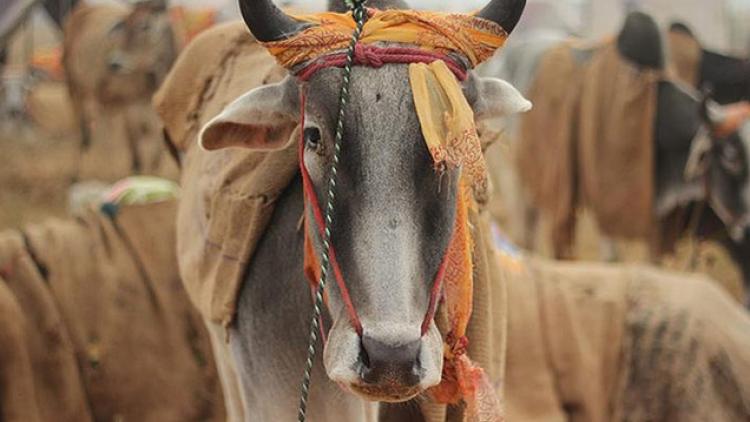 ಭಾರತೀಯ ದನಗಳು ಮಾತ್ರ ಗೋಮಾತೆ ! : ಗುಜರಾತ್‌ನ ಗೋಶಾಲೆಯ ಹೇಳಿಕೆ