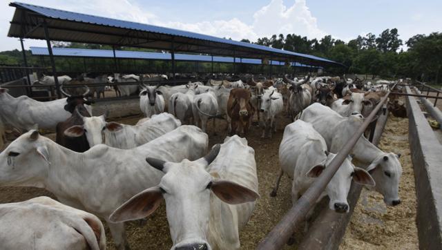 ಗೋರಕ್ಷಕರಿಂದ ನಾಲ್ವರಿಗೆ ಹಿಗ್ಗಾಮುಗ್ಗ ಥಳಿತ