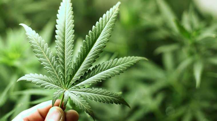 ಒಂದೂವರೆ ಕೆ.ಜಿ. ಗಾಂಜಾ ಸಹಿತ ಆರೋಪಿ ಸೆರೆ