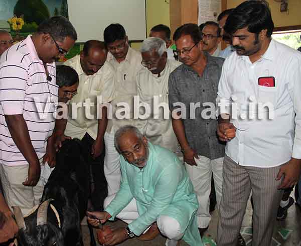 ಹಾಲು ಕರೆದ ಸಚಿವ ಎ. ಮಂಜು