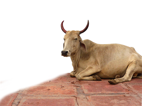 ಗೋಮಾಂಸ ಸೇವನೆ ಉಸಿರುಗಟ್ಟಿಸುವ ಇತಿಹಾಸ!